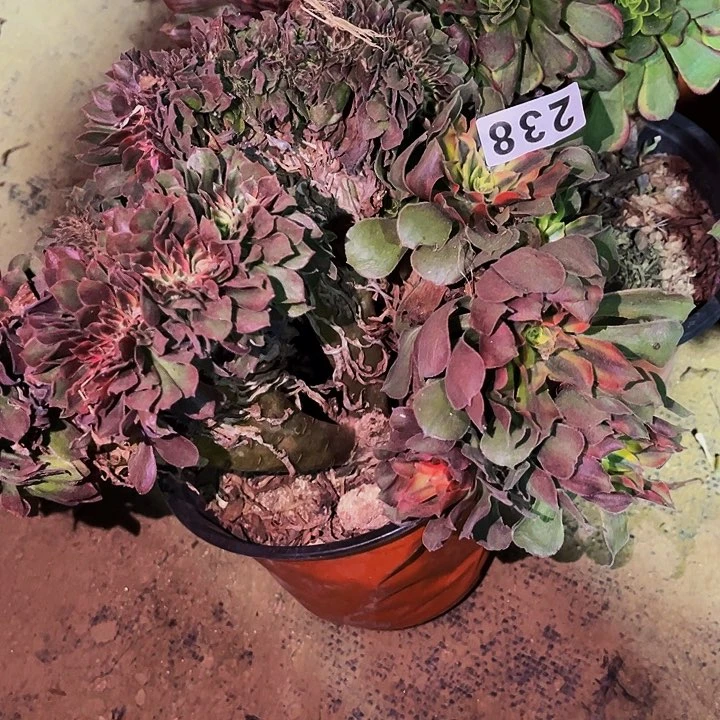 238香妃多肉植物处理不售后缀化