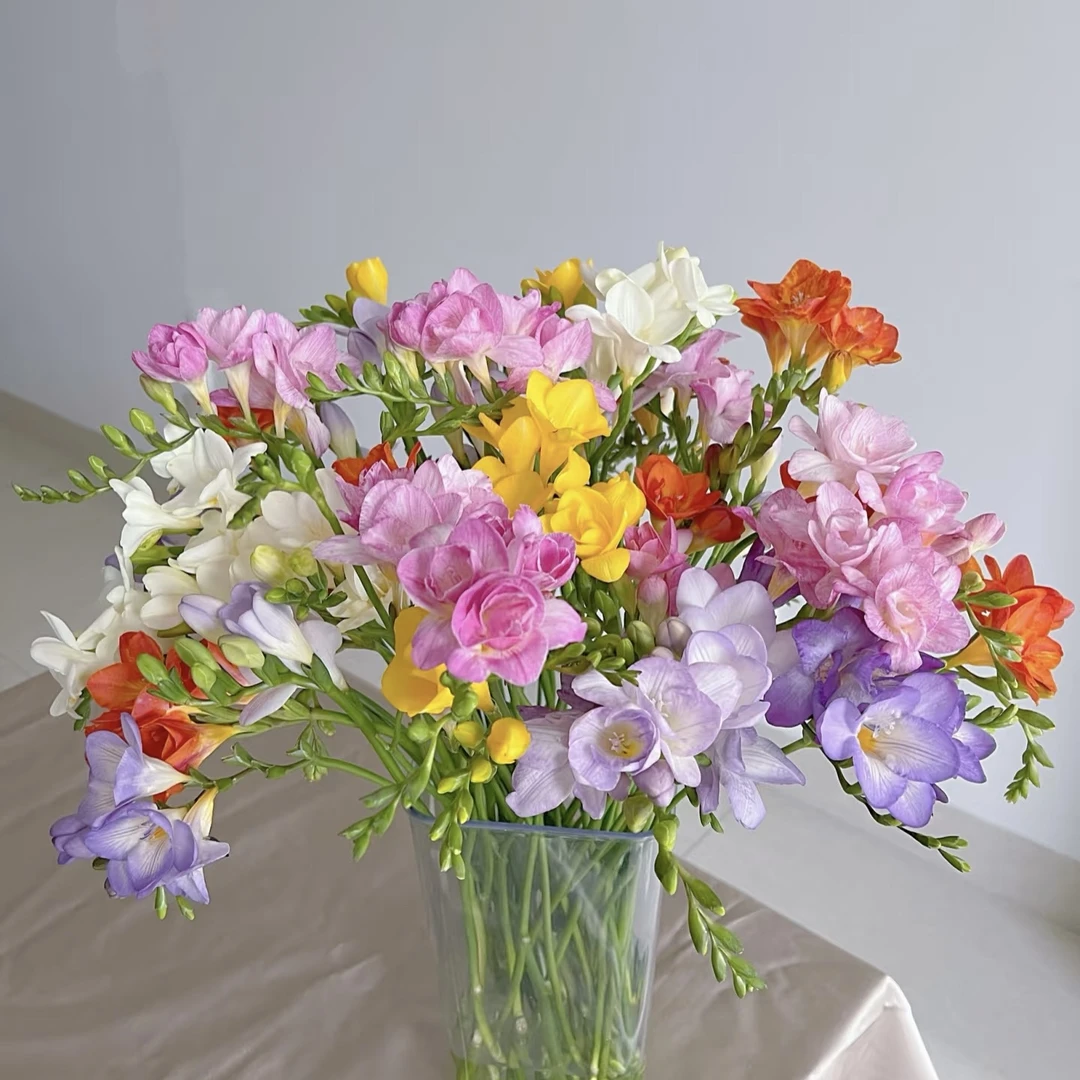 小苍兰 颜色随机 收到花需要醒花 0°以下要拍保温棉 云南鲜花