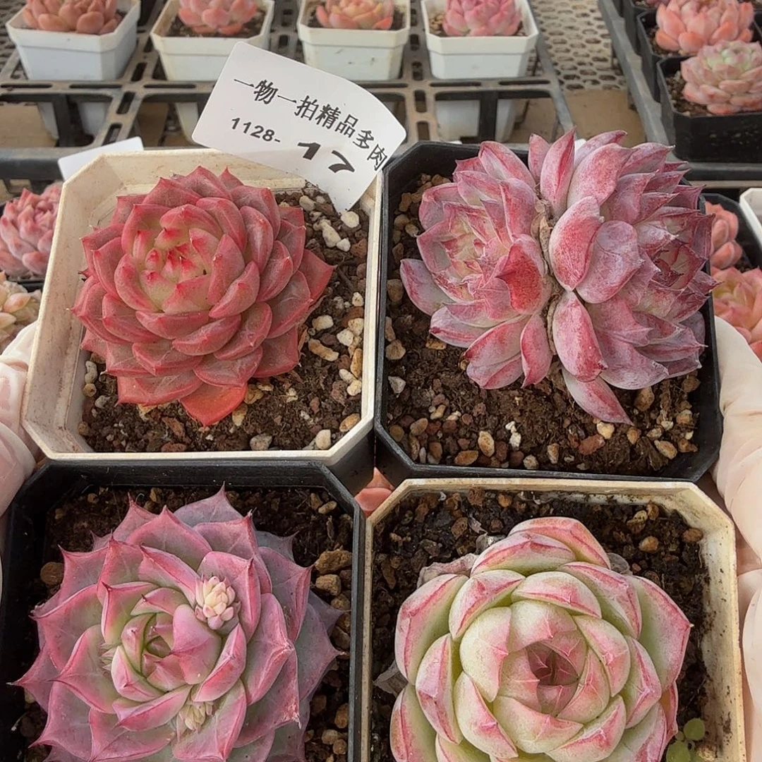 1128-四颗珍妮组合