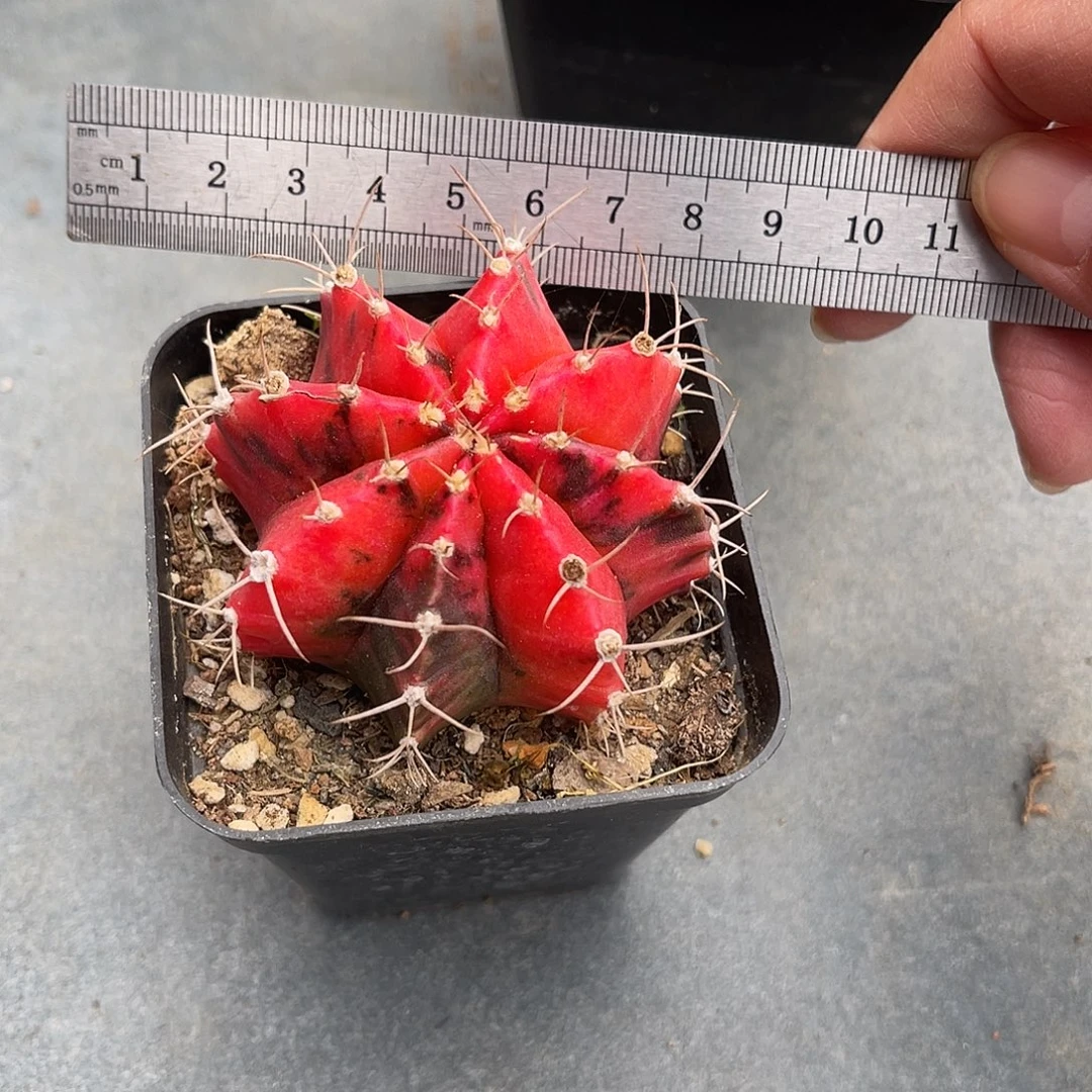 米哈牡丹锦一物一拍