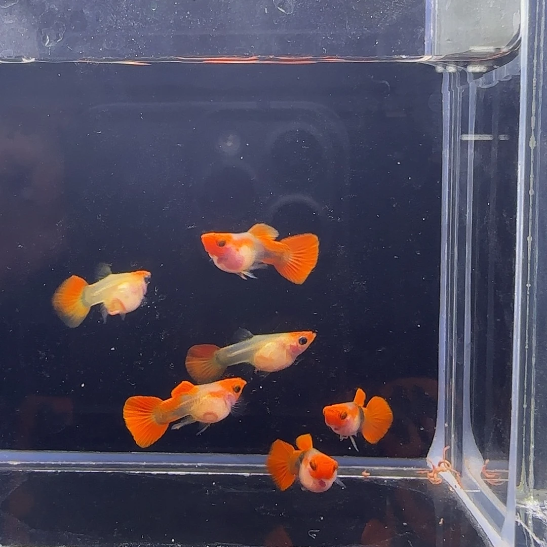 孔雀鱼深海蓝短体4公2母46