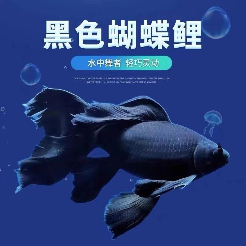 12-13公分左右第五代台湾黑色墨蝶蝴蝶鲤淡水蝴蝶鲤观赏鱼观赏鱼