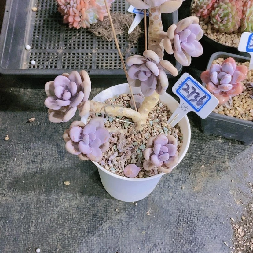 【闪购商品】?*花2736