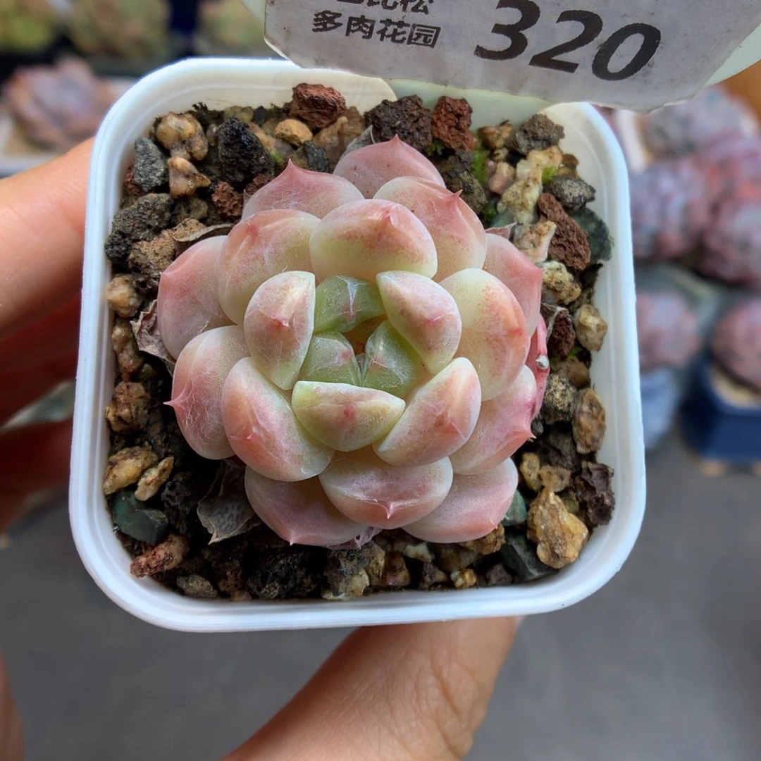 320糖心冰魄多肉植物