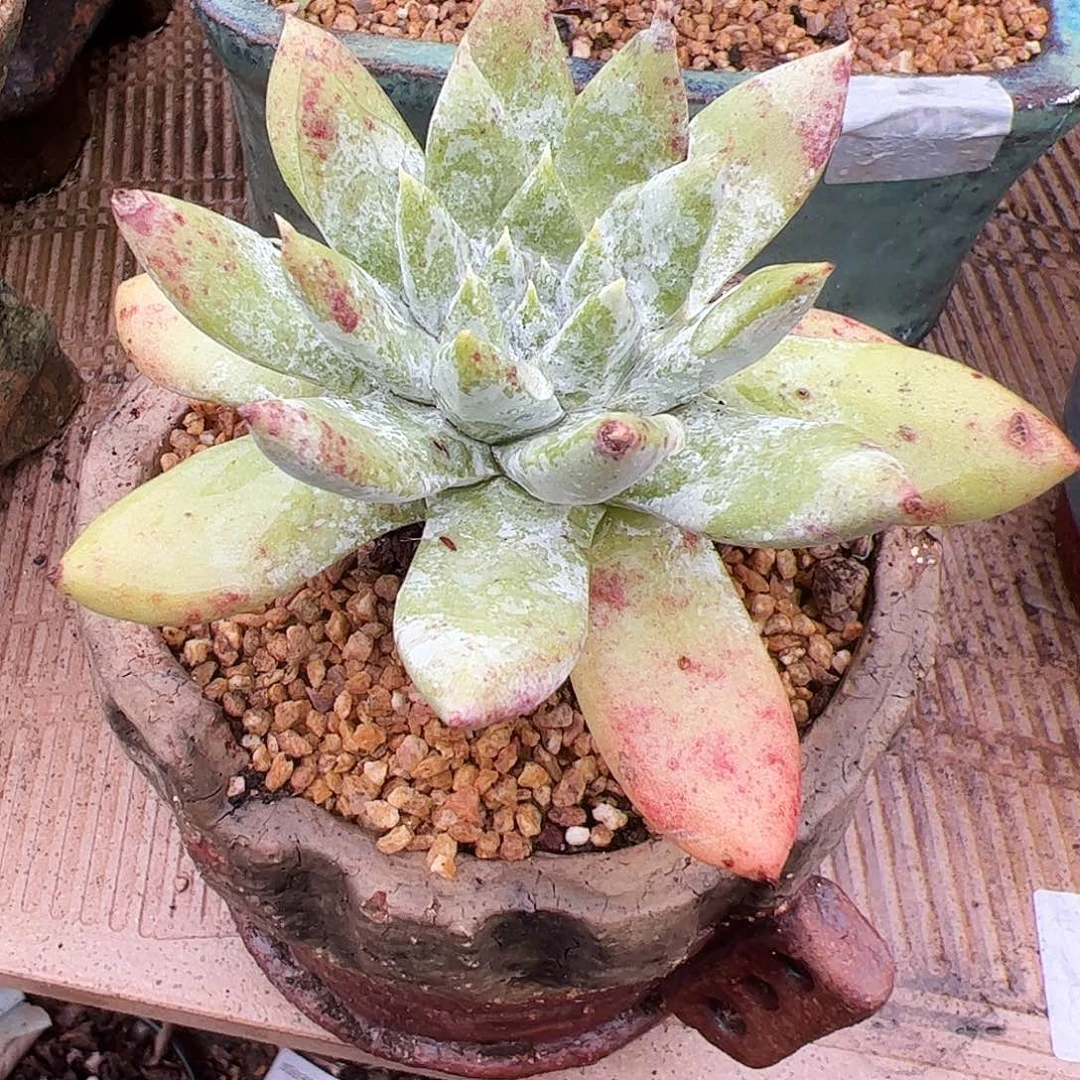 3555拇指苹果叶仙女杯