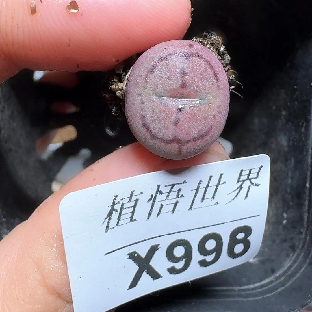 998盒多肉植物哇vh