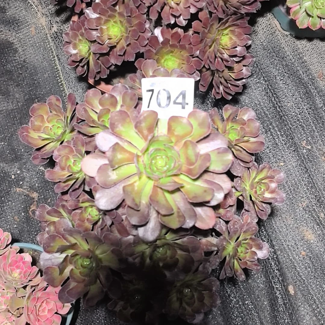 704园叶法师花花3-23