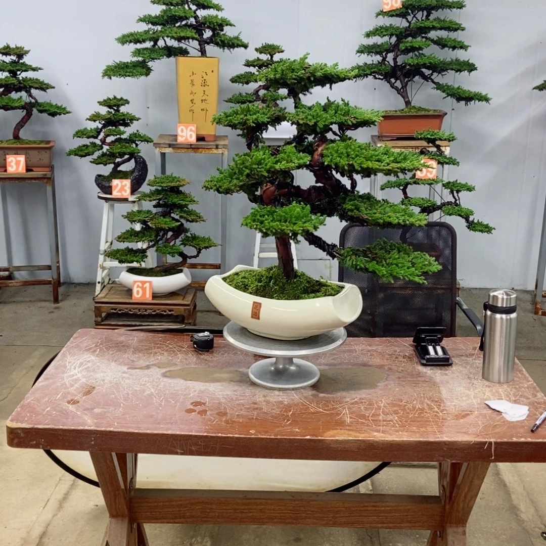 无花朵珍珠柏盆景