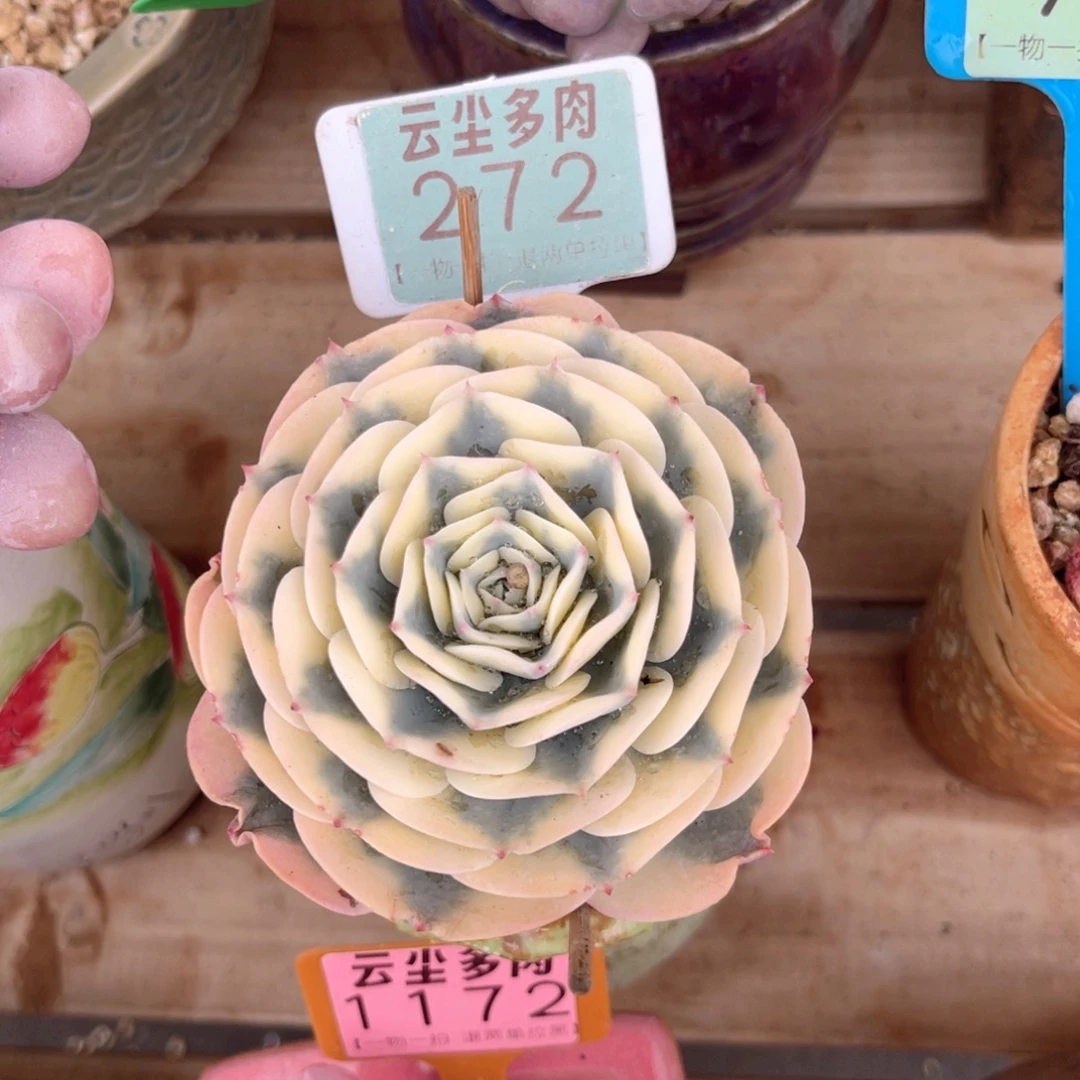 云尘多肉一物一拍272不含盆，