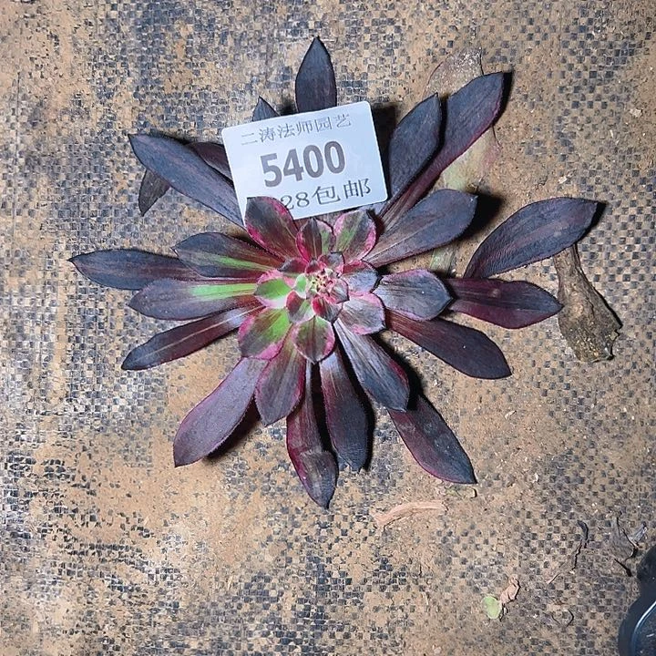 我**心5400同花顺砍头多肉植物