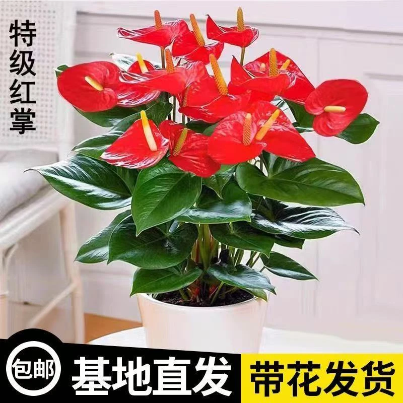 红掌水培办公室一帆风顺花卉植物室内好养绿植鸿运当头四季开花