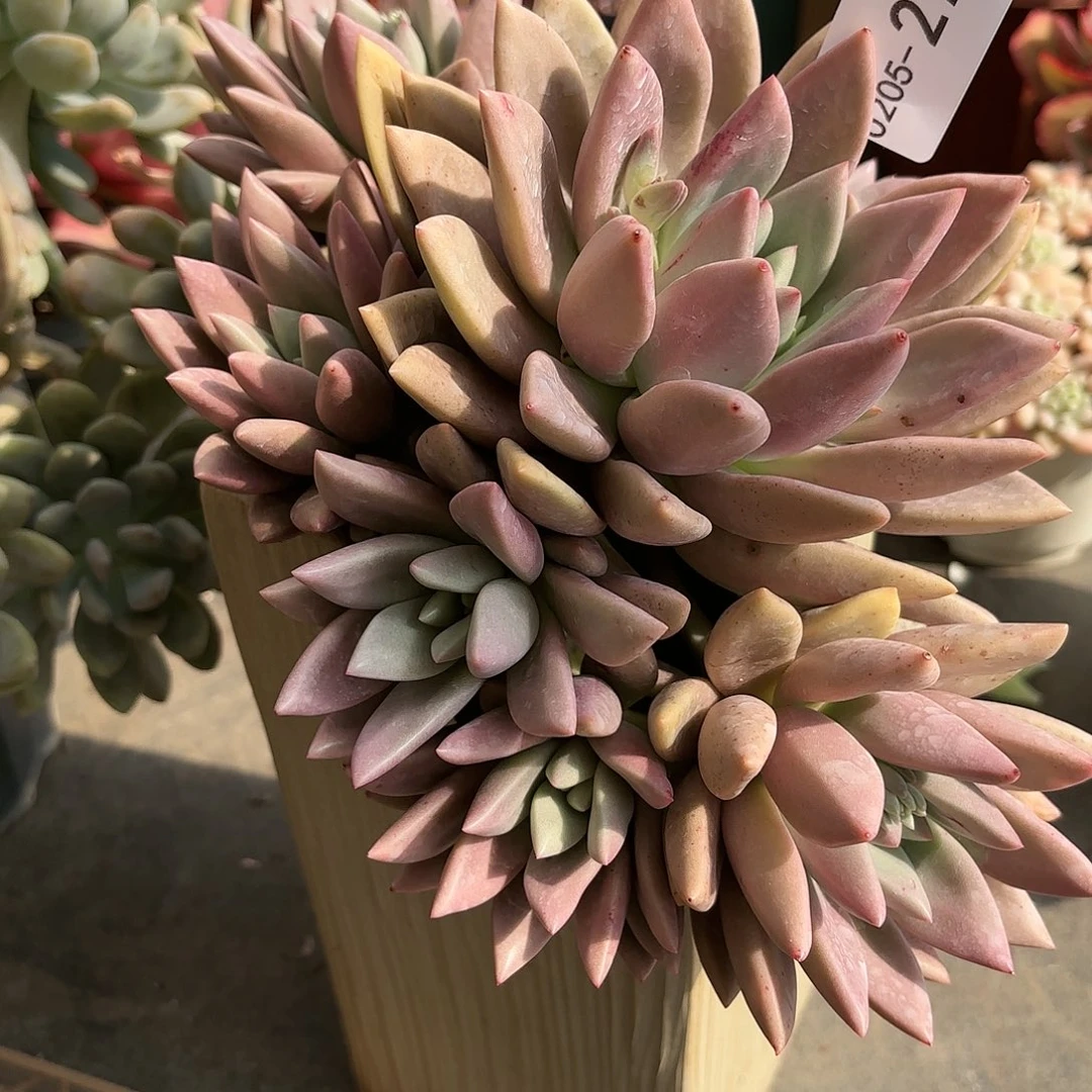 月****.同温层多肉桃花源27