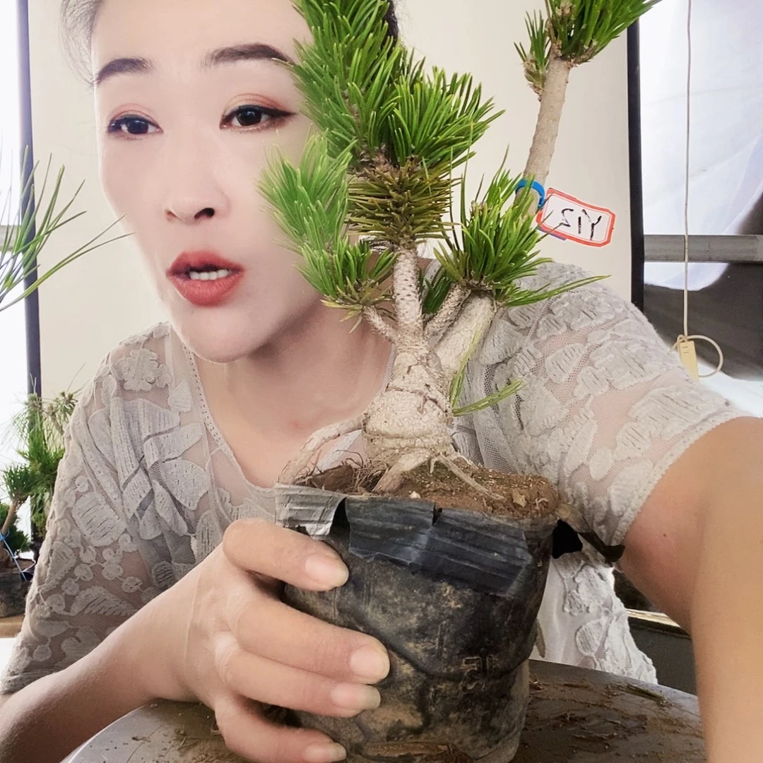 无花朵植物形态多年生草本