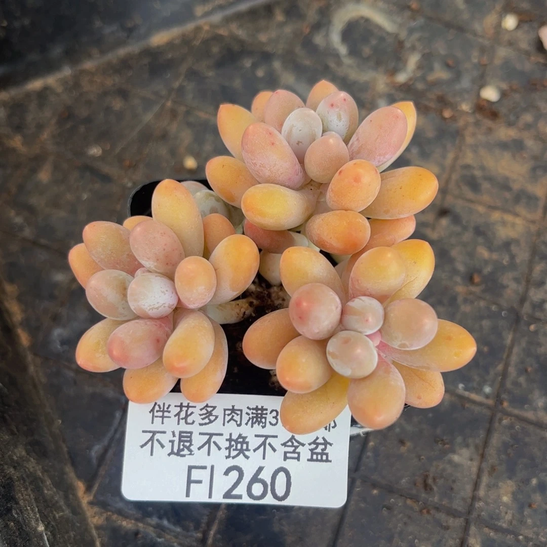 260-黄金香水手指奶酪多肉6cm
