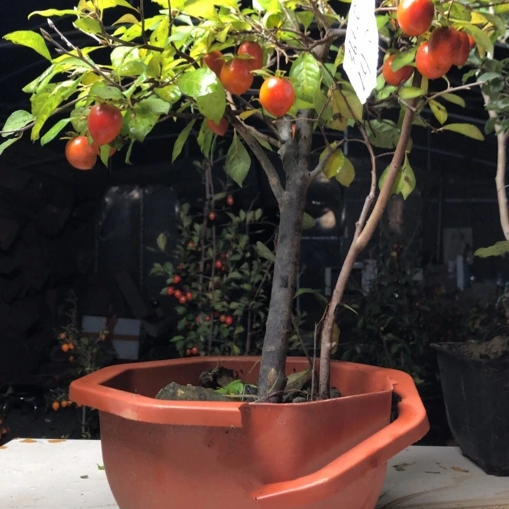 用***4无花朵老鸭头形态