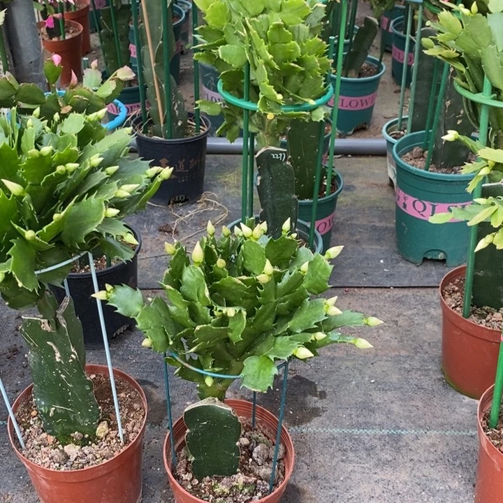 大部分花苞少量开放在****人858嫁接2277