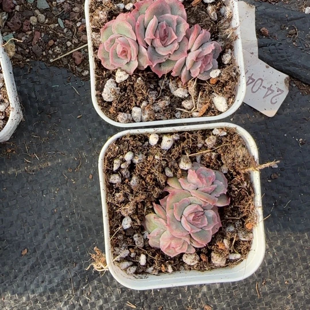 多肉小卡拉米糖心一物一拍