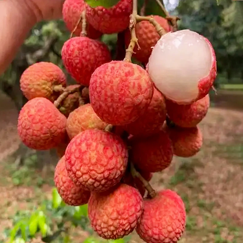【顺丰/京东】白糖罂荔枝新鲜现货速发带箱5斤肉厚多汁当季水果包邮