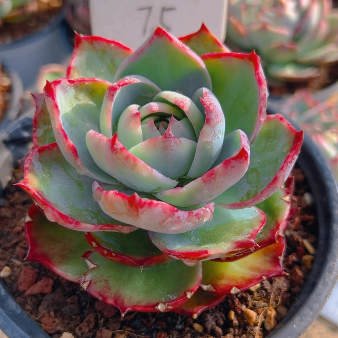 惊鸿仙子75号有裂口介意勿拍