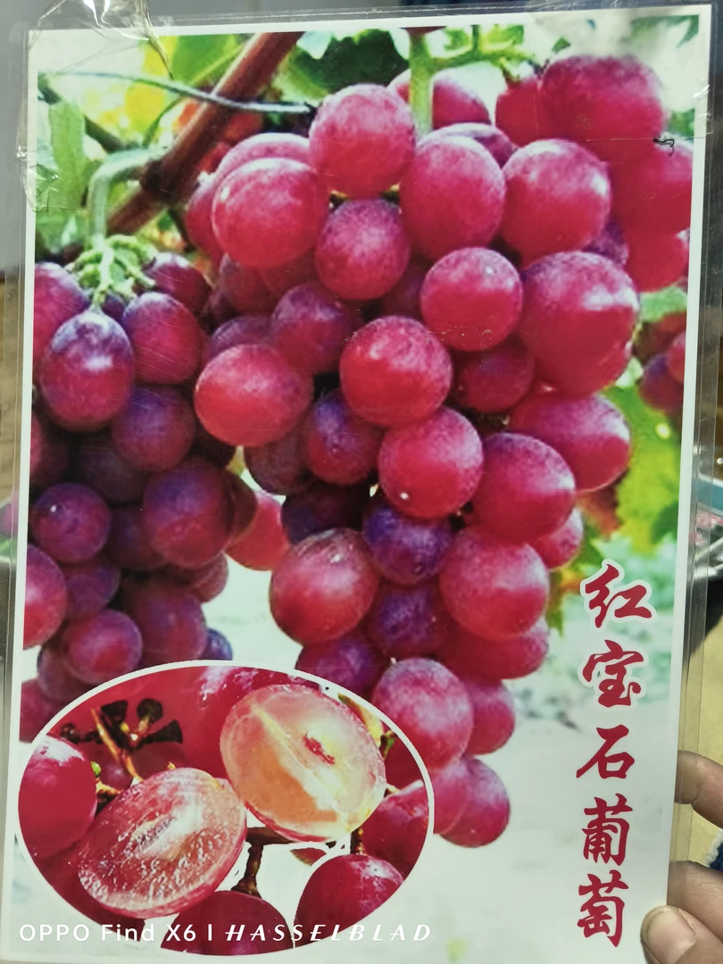 挑选任意两款葡萄种苗