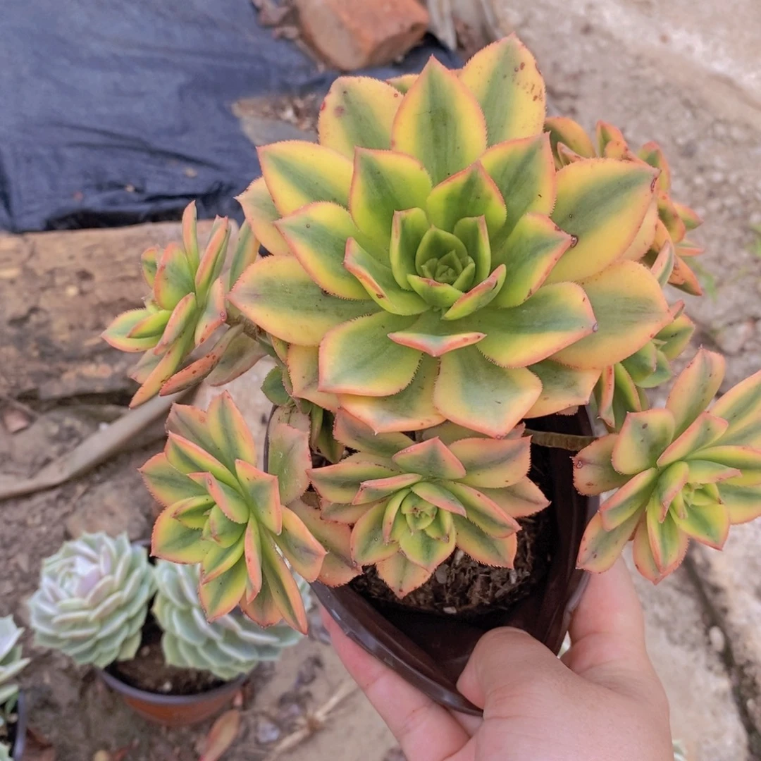 星爆整桩整群一盆