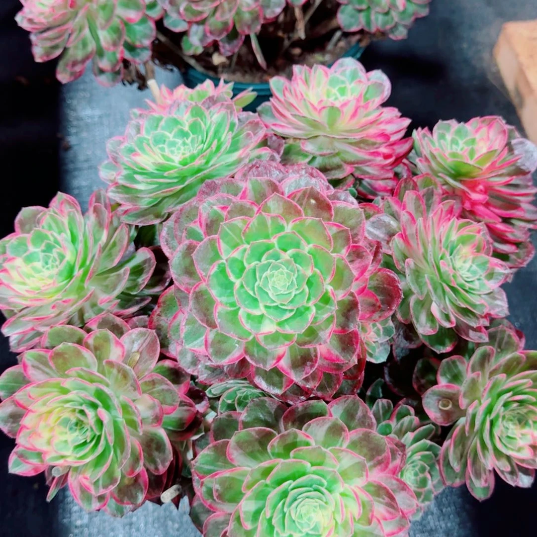 多肉植物发货发货