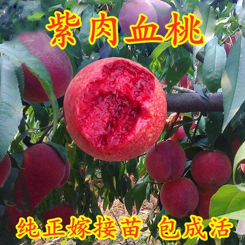 中华血桃树苗南方北方种植嫁接桃树苗盆栽地栽 紫肉血桃苗 果树苗