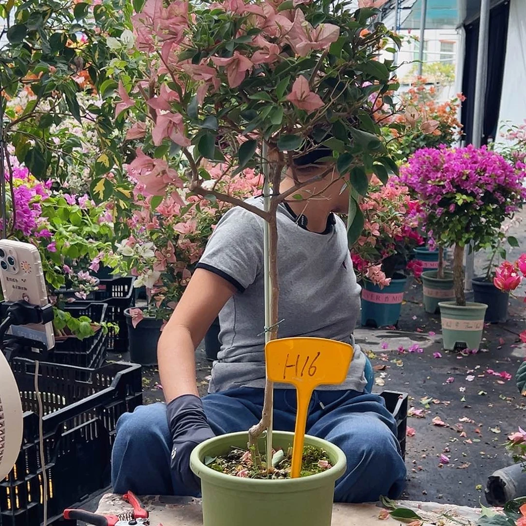 丑***x大部分花苞少量开放H16卡亚塔