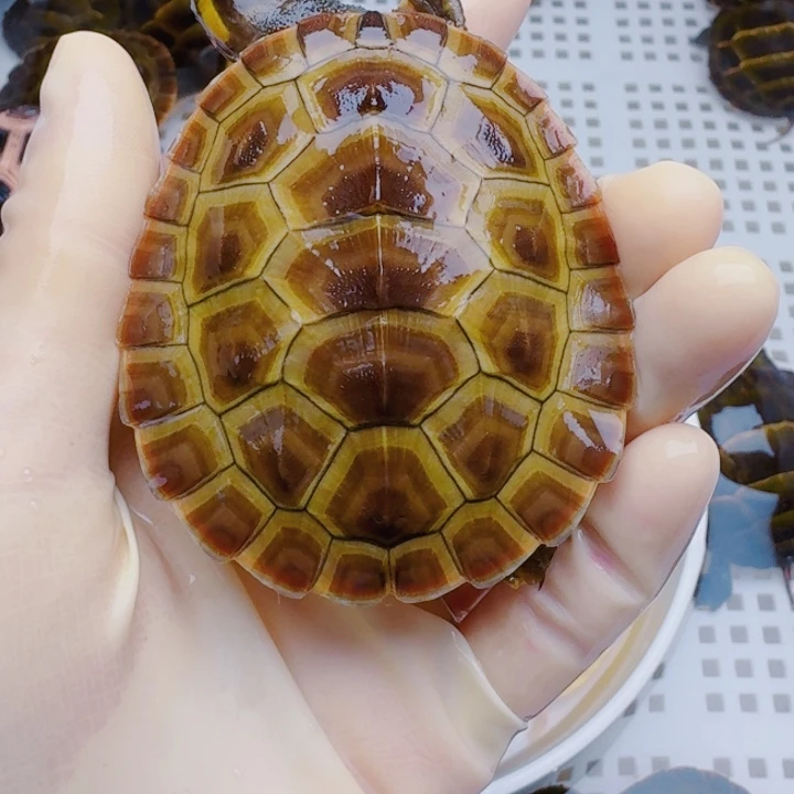 贺***名母宠物龟22222222222