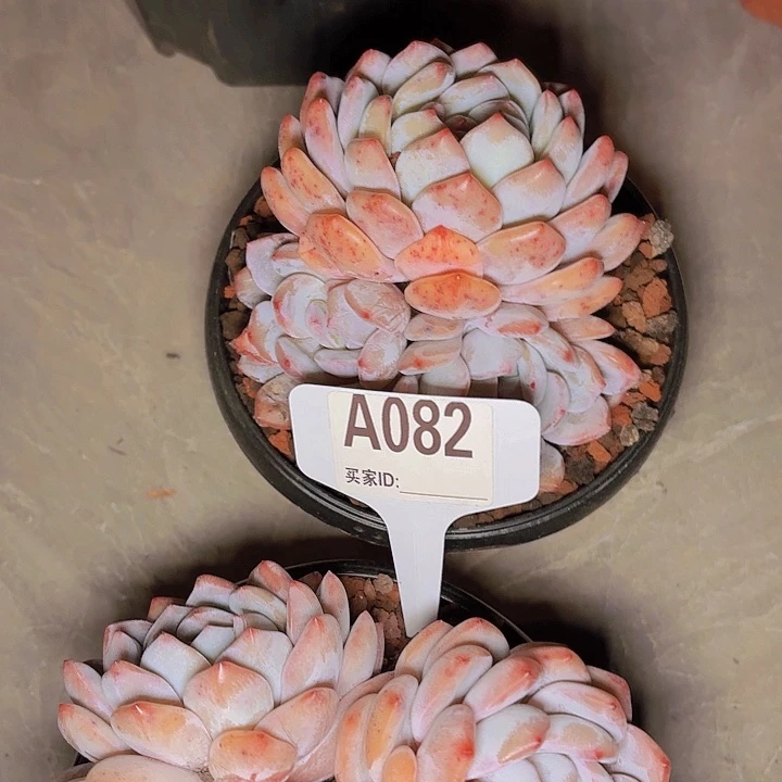 考*拉梦露一物一拍A082