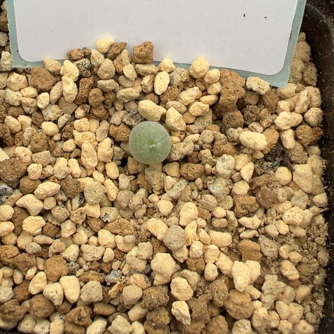 24-130宝辉玉多肉植物