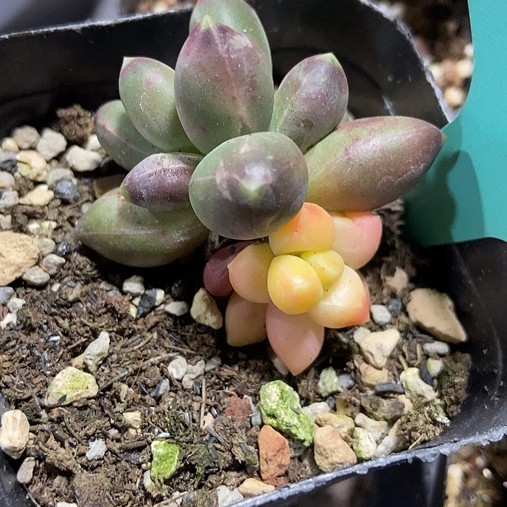 多肉植物千代田锦1533