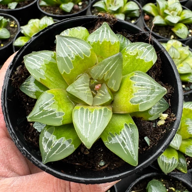 多肉玉露十二卷 大颗绿玻璃寿 室内外好养盆栽 带盆土发货