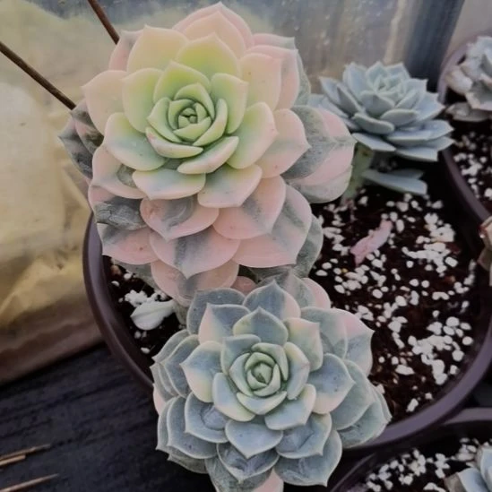 白牡丹超白锦刚长毛根