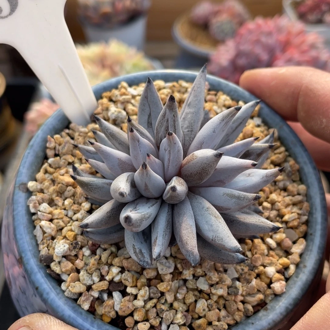 0551魔爪不带盆6厘米