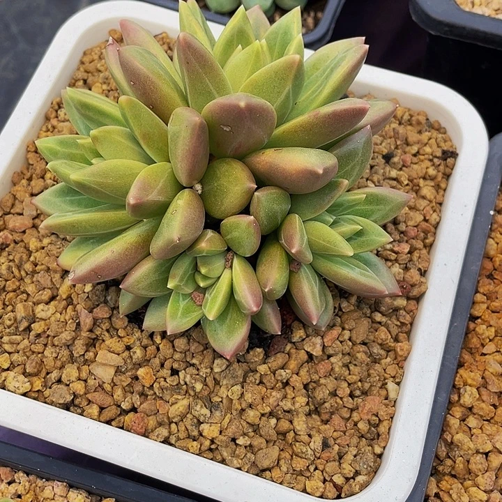 明***园多肉植物迷雾泡泡