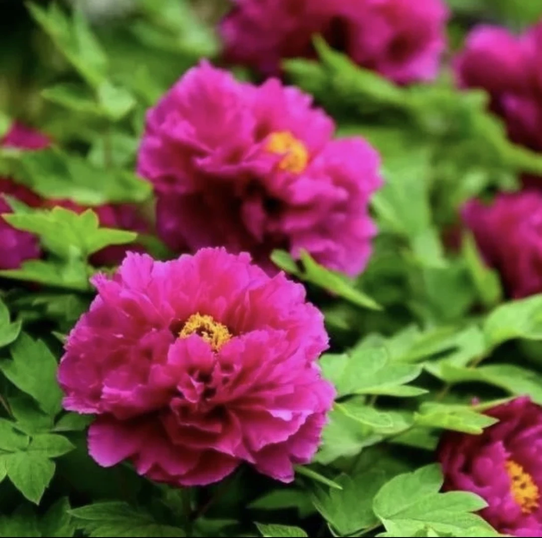 老盆养牡丹 洛阳红经典品种 适合盆栽地栽