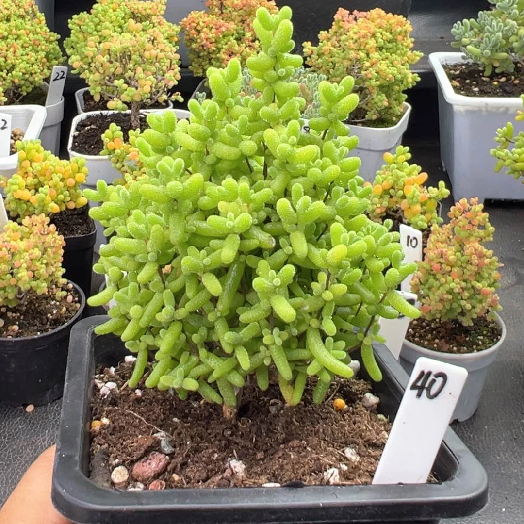 金桔糖球圣诞40号