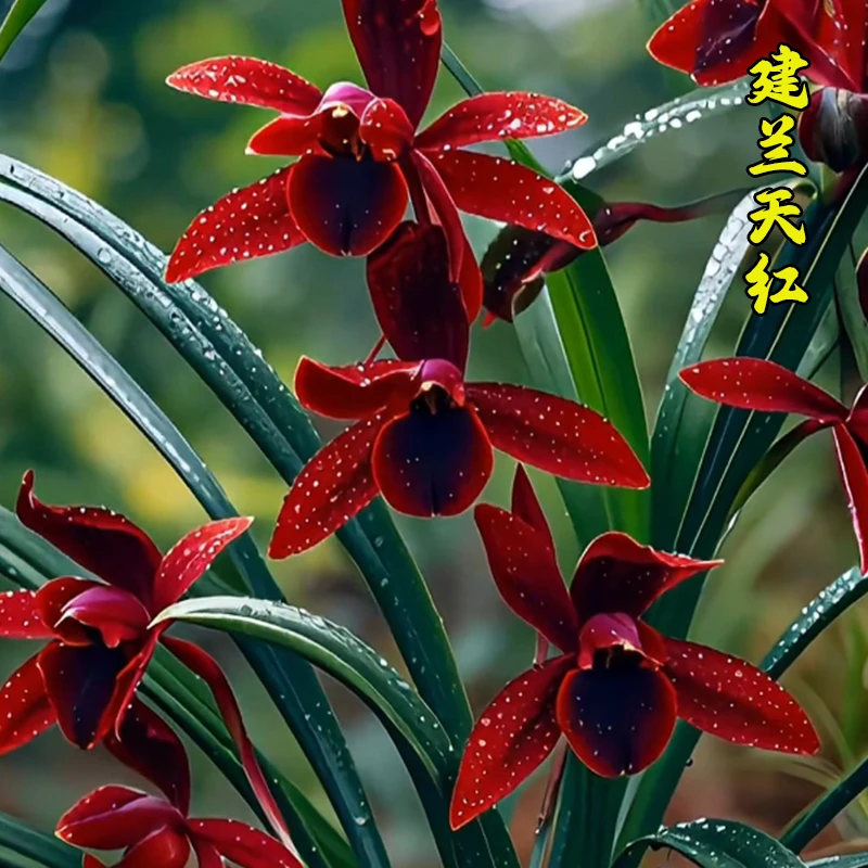 海岛桂香兰苑直播兰花精选【天红】建兰四季兰名品花开对版下月开花