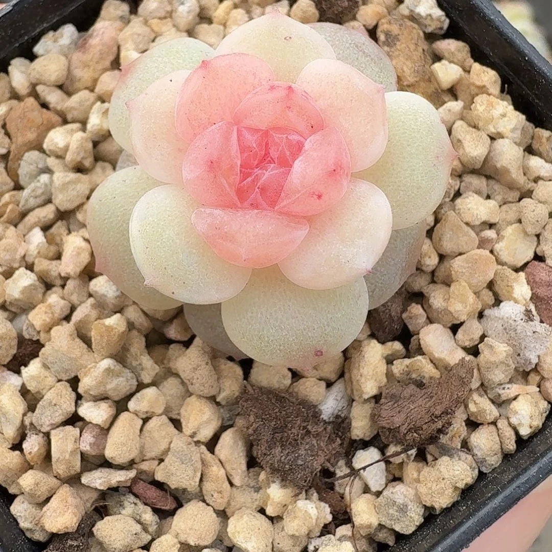 3号繁花122288888888