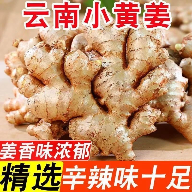 正宗云南小黄姜老姜现挖现发姜味浓郁必存h
