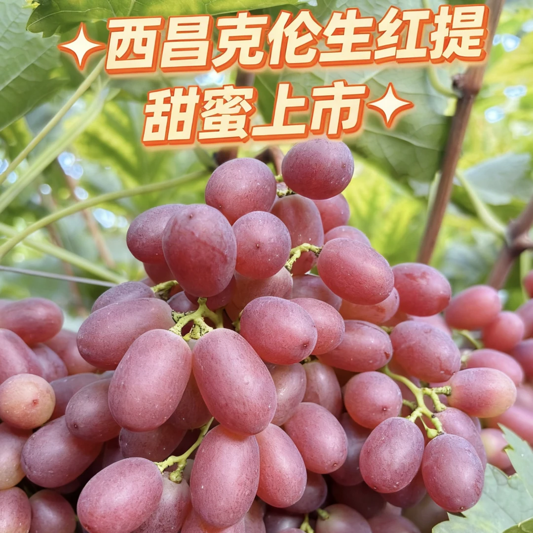 四川西昌克伦生葡萄无籽红提中秋新鲜现摘当季无籽多汁水果独唱