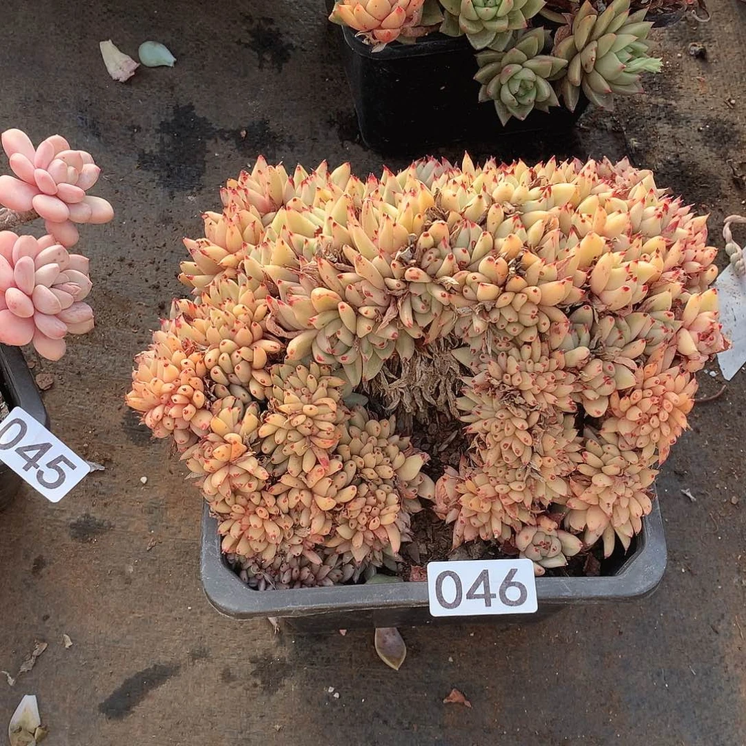 046锦缀一物一拍多肉