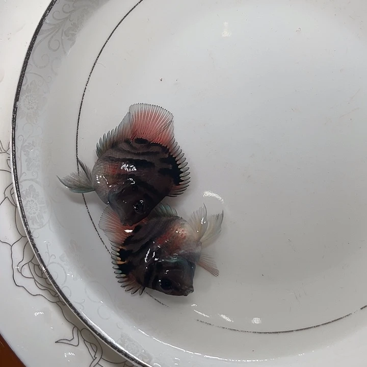 鹦鹉鱼迷你鹦鹉鱼