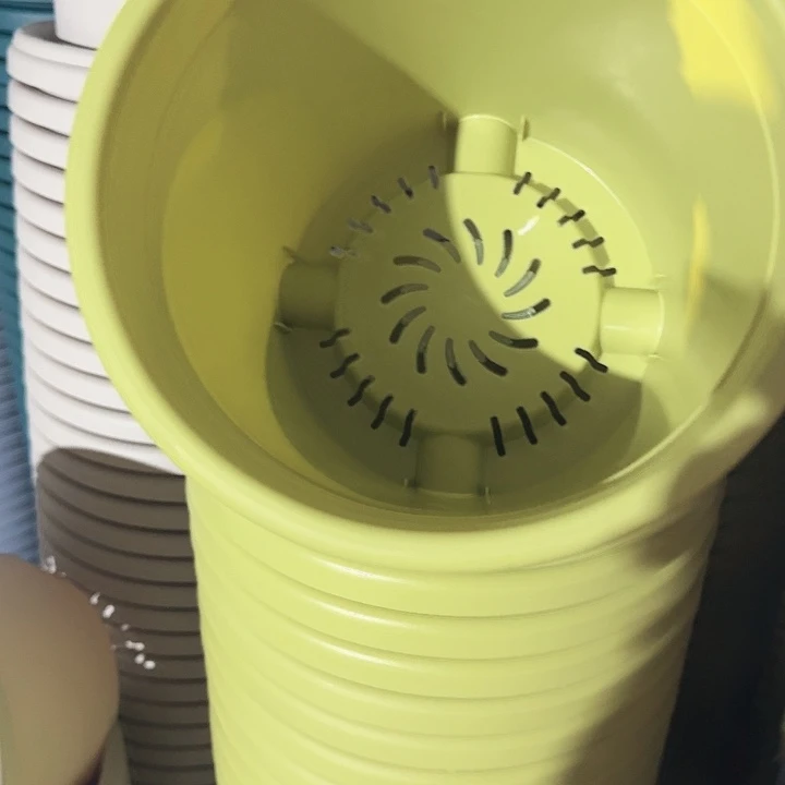 四季5号果绿无托6个特价微瑕