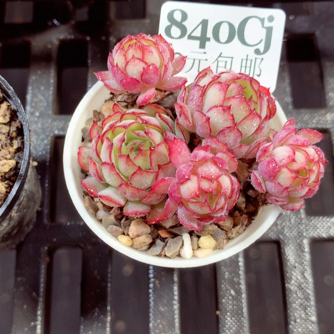 5厘米盆精控多肉840