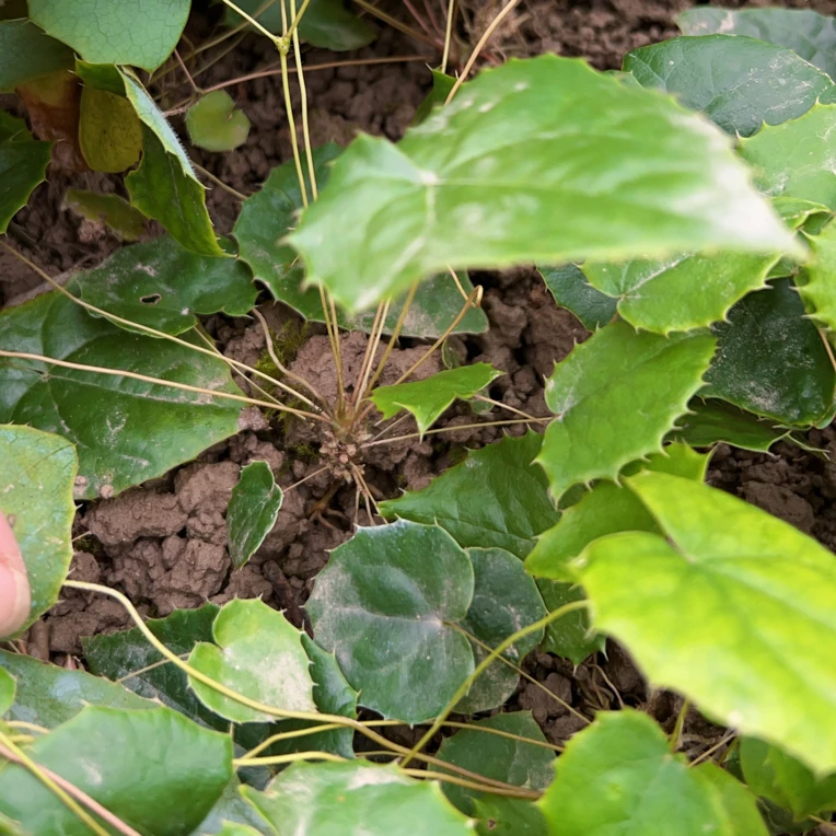 本地高萌发高含量柔毛籽育苗