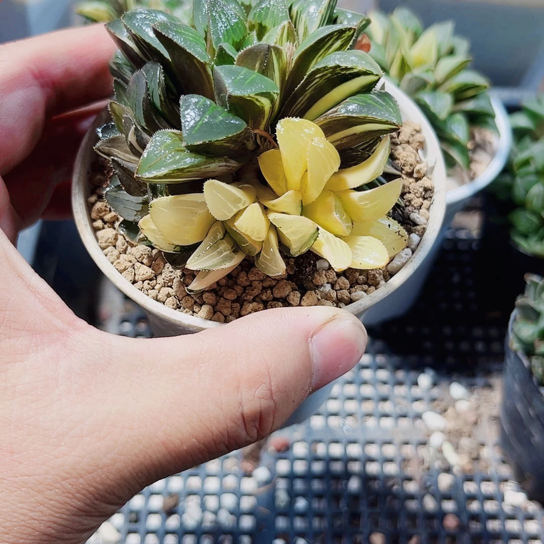 母本姬寿锦新手好养