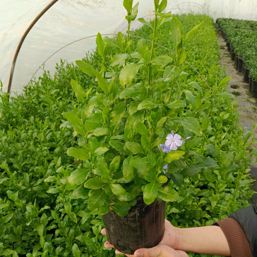 蓝雪花苗盆栽阳台观花耐热好养植物花园庭院爬藤攀援花藤本白雪花