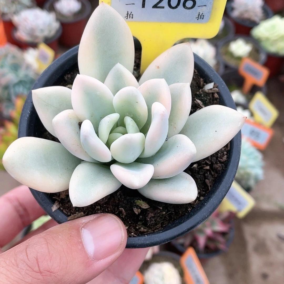 【闪购商品】1206号